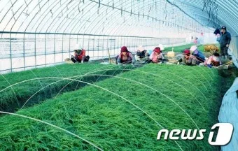 달래 재배 분구 나누기 화분 키우기 향 유지_5