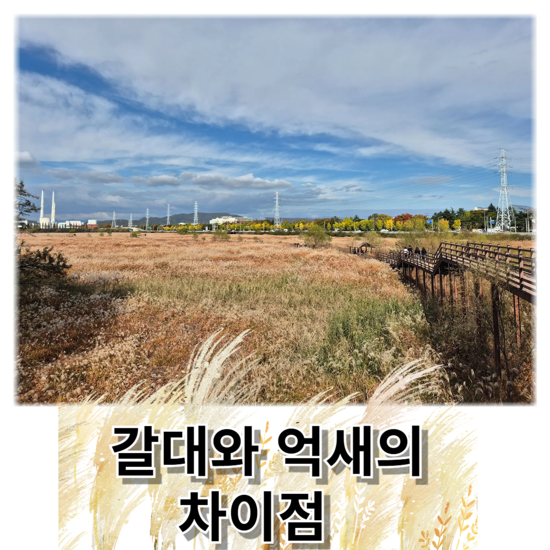 갈대와 억새의 모습입니다.