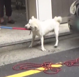 강아지 나오는 꿈 물리는 꿈