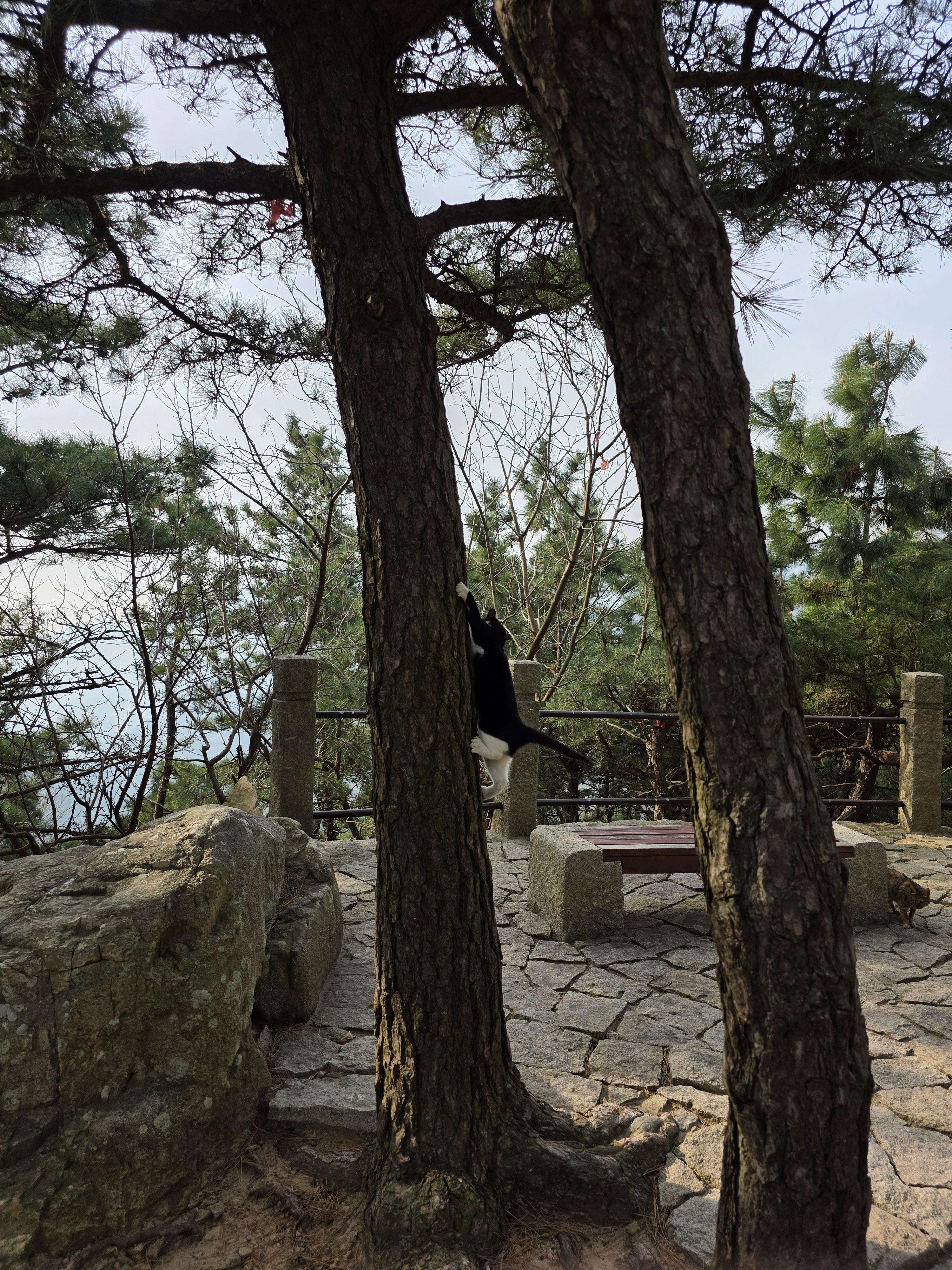 노산 라오산 태청궁 타이청궁 노자 도교사원 청도여행 칭다오여행 22