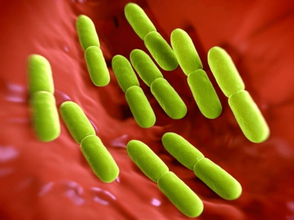 유산균-장-도달하는-사진