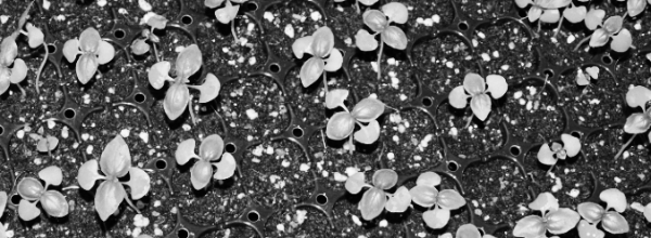 바질 모종 모습