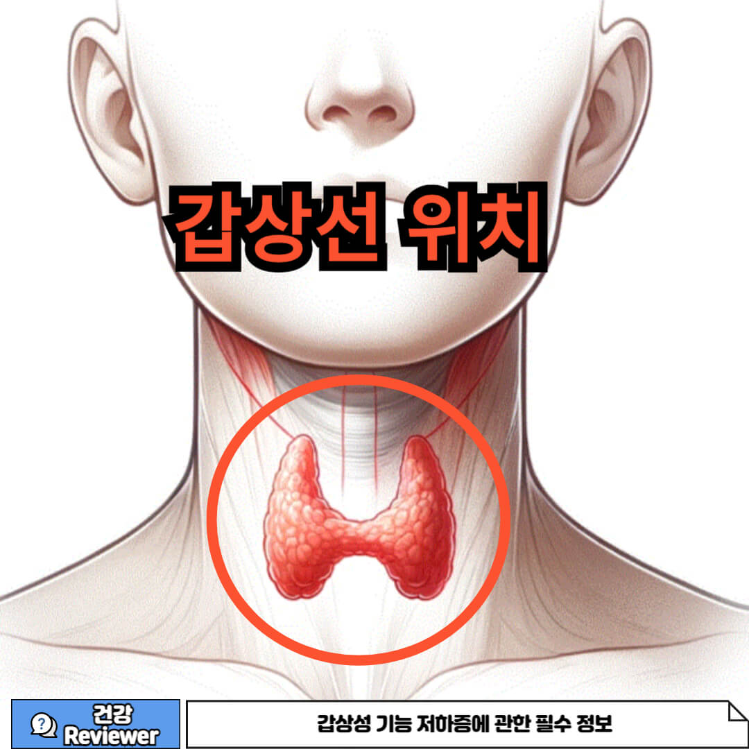 갑상선 위치에 관한 정보