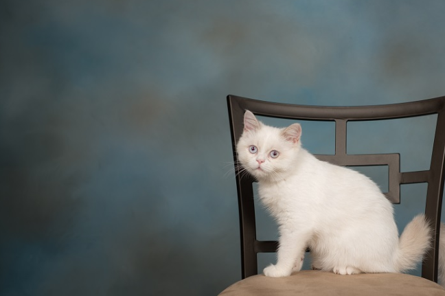 미누엣의 이미지