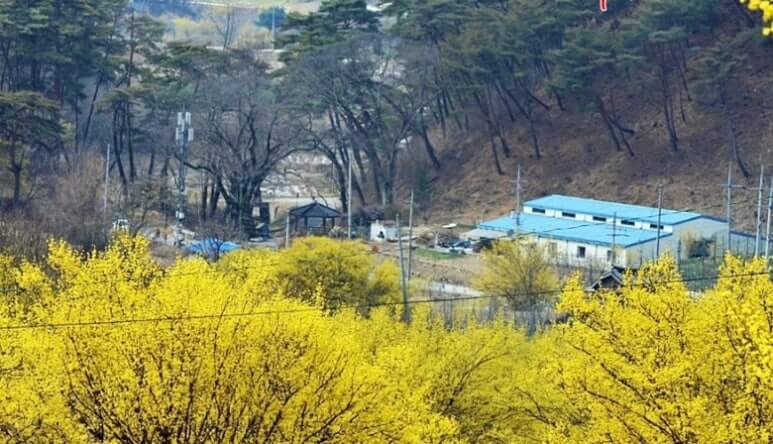 이천백사 산수유꽃축제