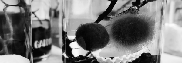 마리모 물갈이 종류: 생수, 수돗물, 지하수, 정수기물 등