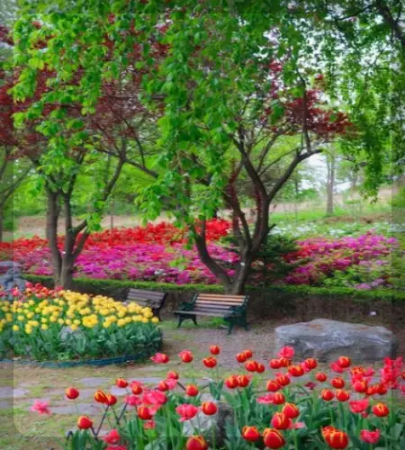 피나클랜드 튤립 수선화 축제_1