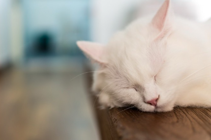 자고 있는 고양이.