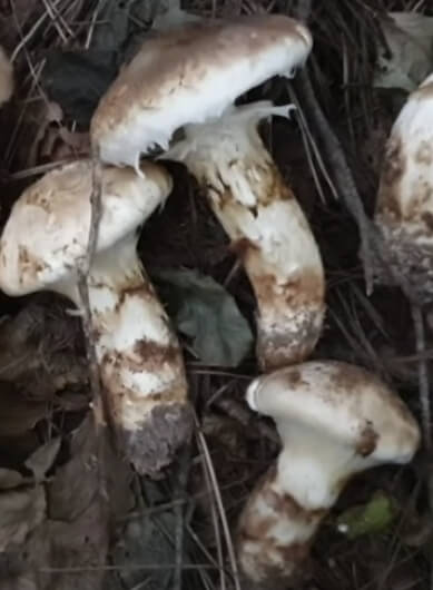 송이버섯 효능 보관방법 총정리