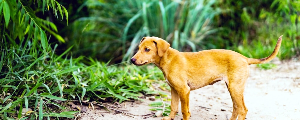 사료 급하게 먹는 강아지 9