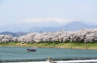 강에 배가 있고 그 뒤로 벚꽃들이 보인다.