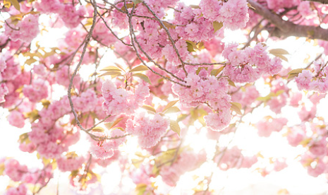 벚꽃 개화시기 2025