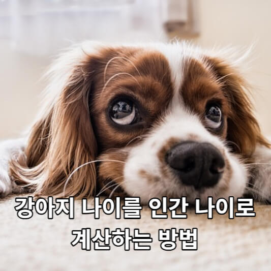 강아지 나이를 인간 나이로 어떻게 계산할까요?