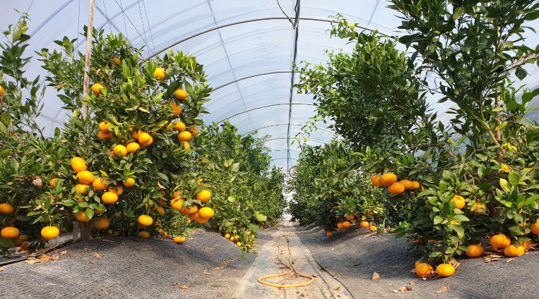 양지농원 황금향