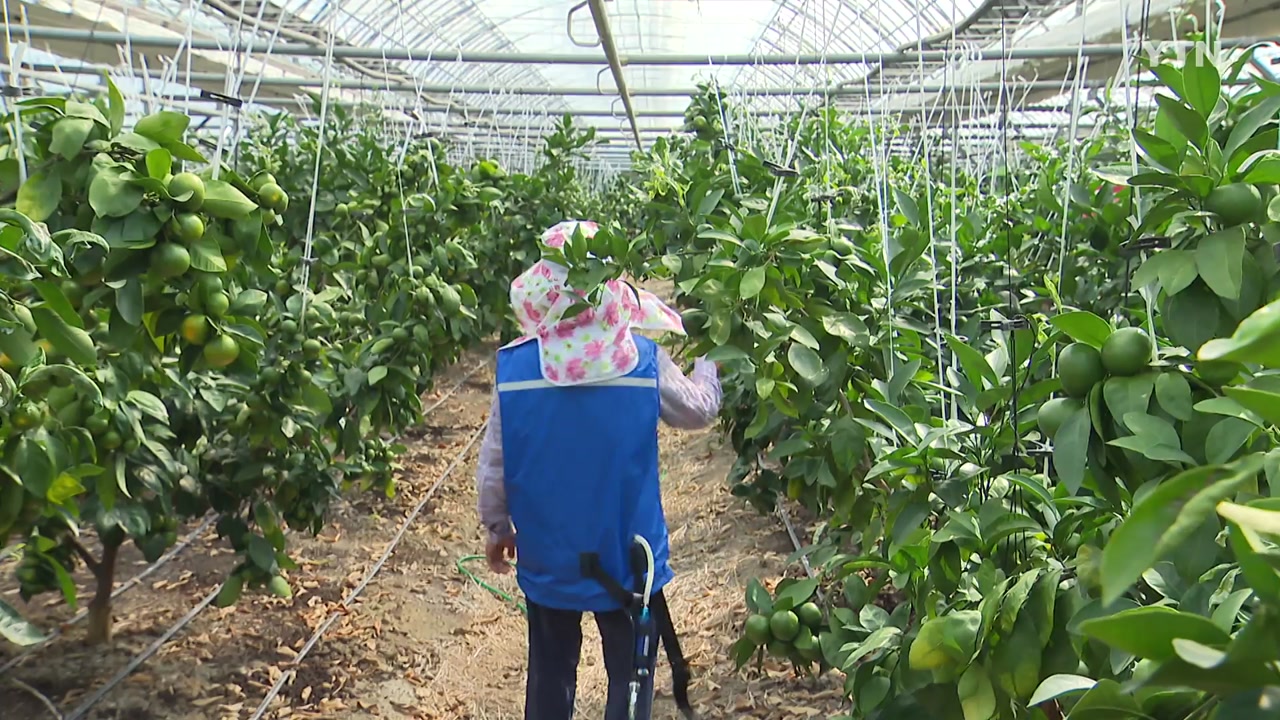 ☀️ 역대급 폭염, 비닐하우스 온열질환 사망자 증가! 부모님께 지금 전화하세요