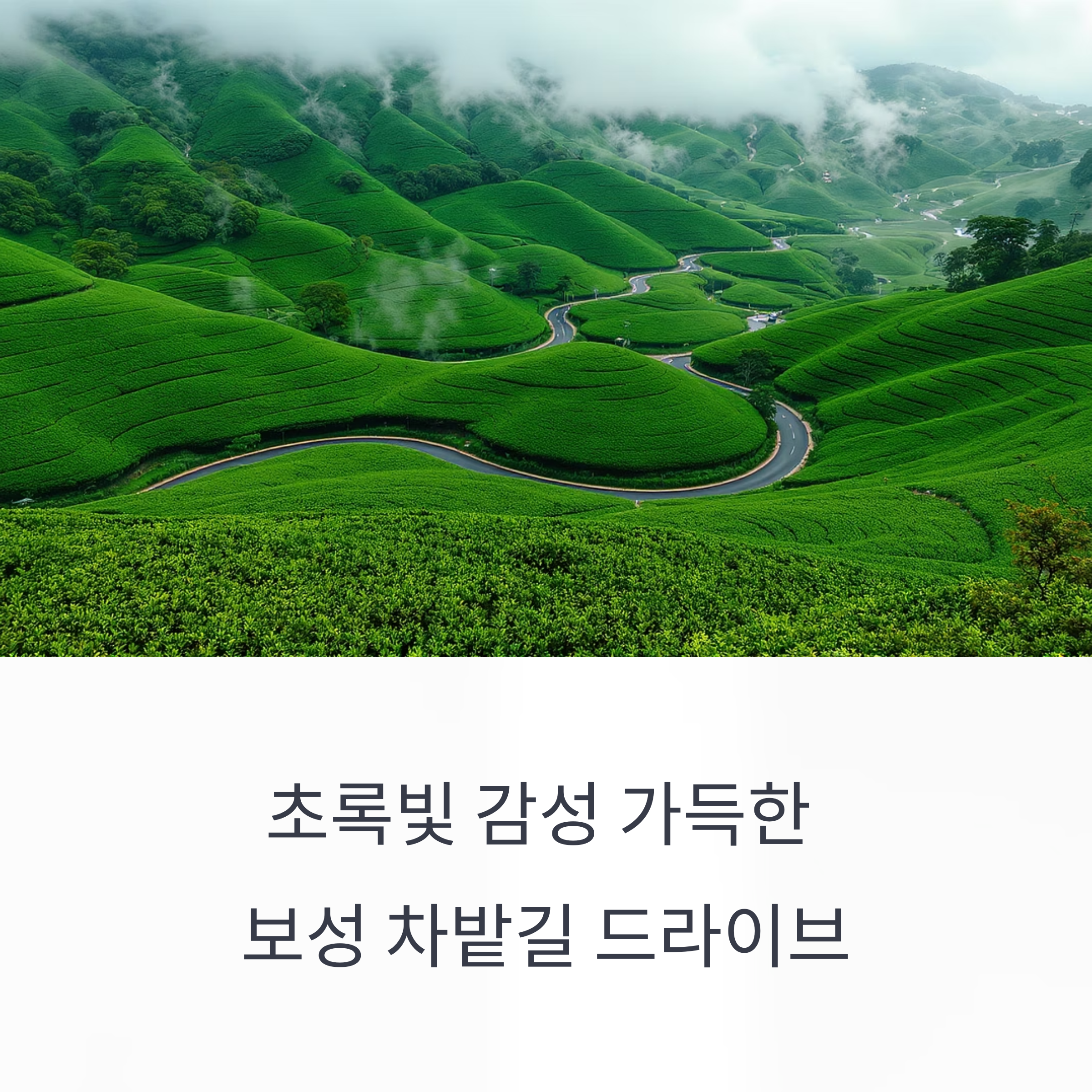 보성 차밭길 드라이브