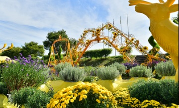 장성 황룡강 가을꽃축제 (행사정보,주차요금,입장료)
