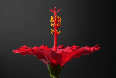 히비스커스의-효능