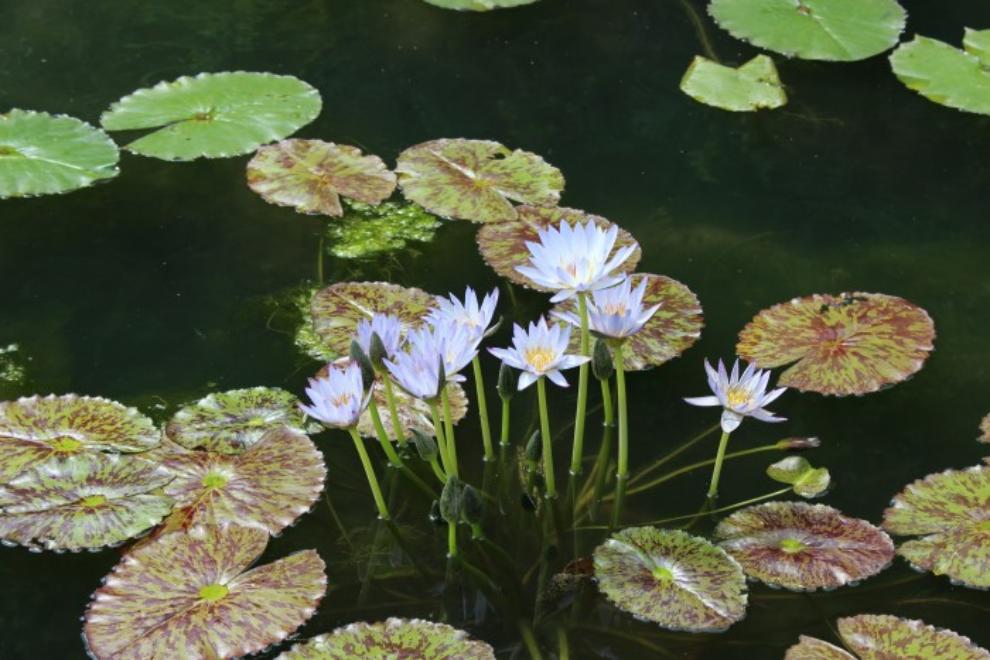 세미원 연꽃문화제