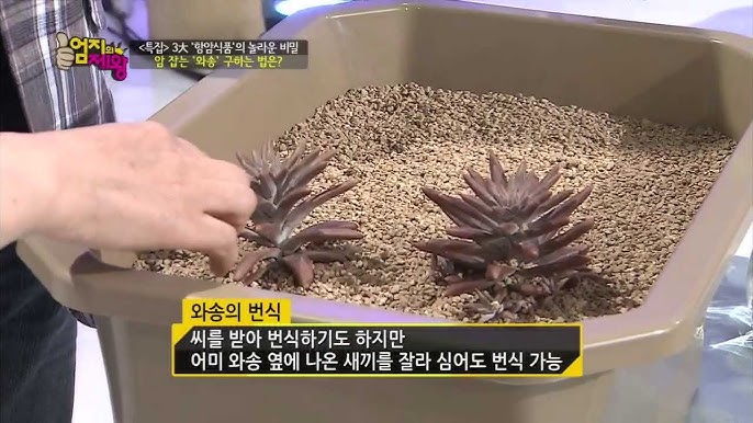 와송의 효능과 채취법