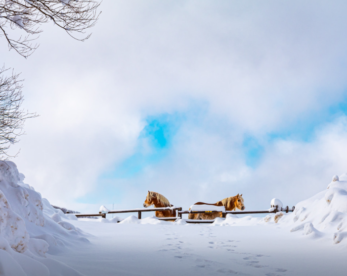 대관령 하늘목장