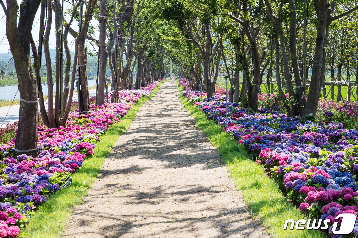 신안 섬 수국축제