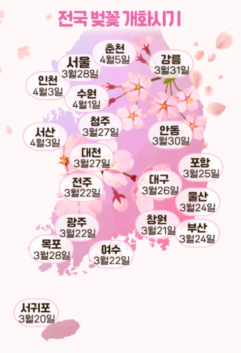 전국 벚꽃 개화시기