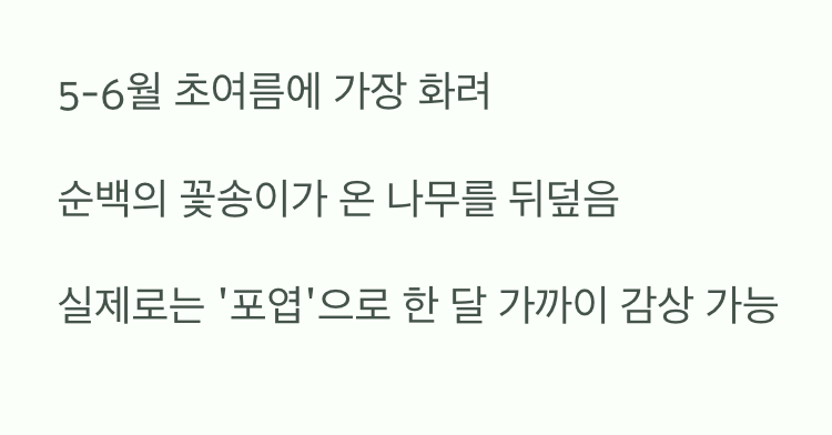 1. 초여름 하늘을 수놓는 하얀 나비 떼