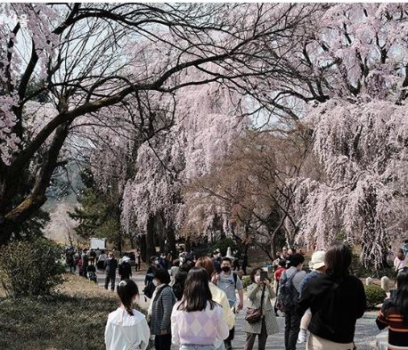 용산 벚꽃