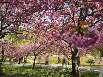 겹벚꽃 개화시기 숨겨진 명소_17