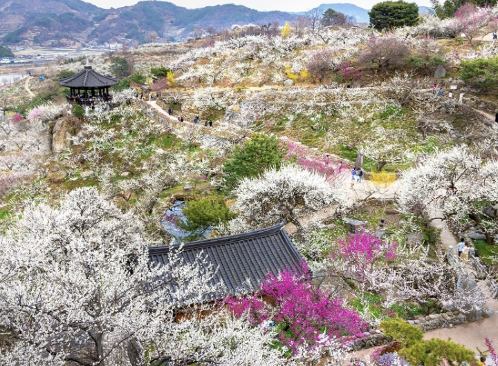 2025 통도사 매화 개화 시기 &ndash; 봄을 알리는 사찰의 아름다움
