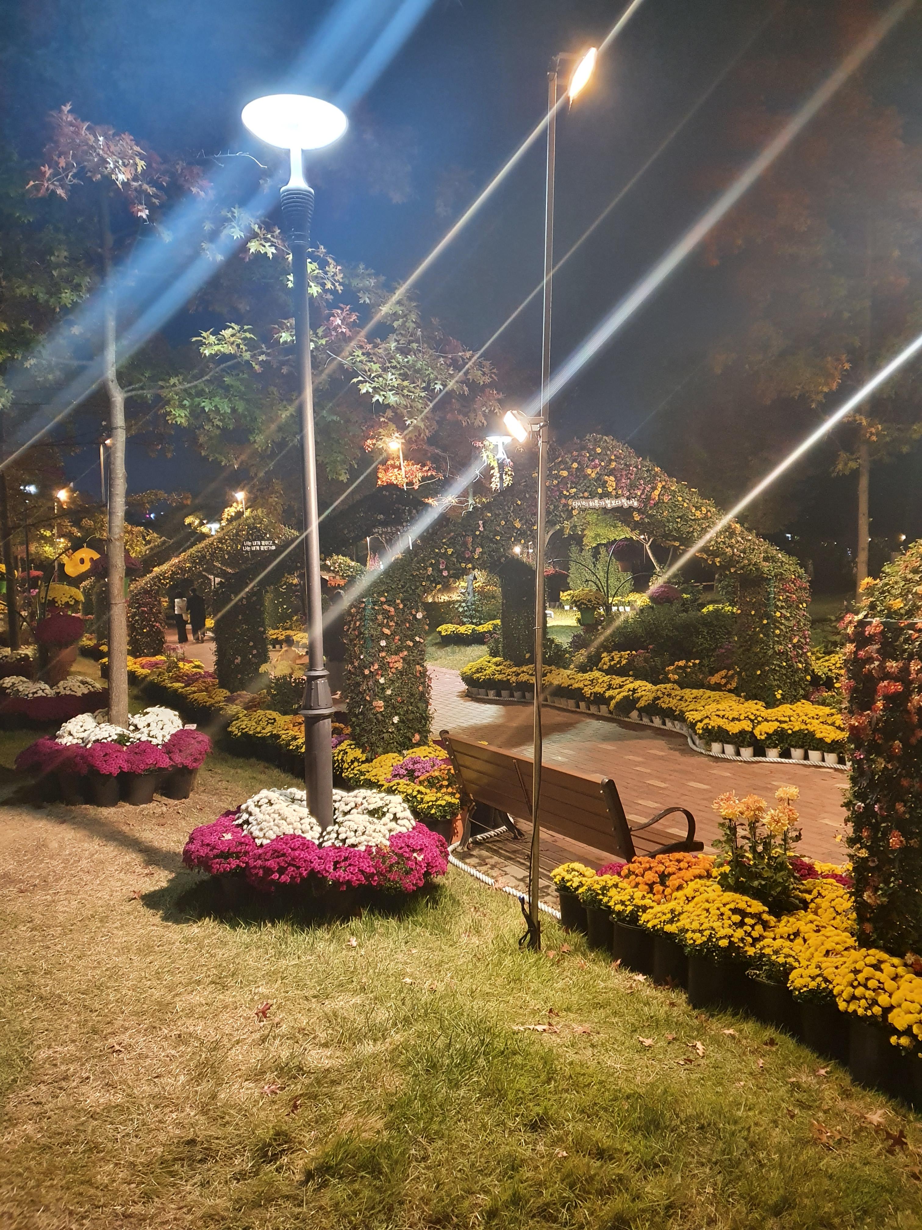 유림공원 국화축제 꽃터널