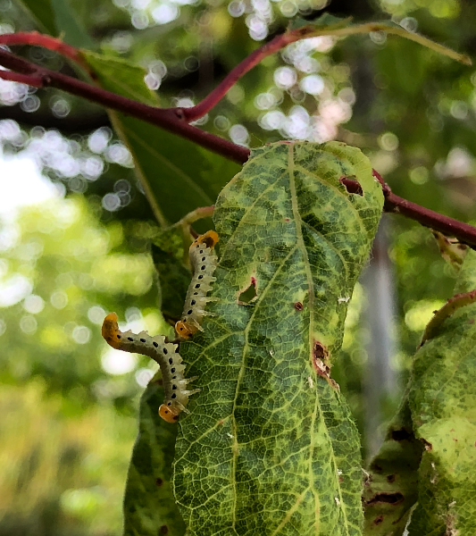 검정날개잎벌 피해1