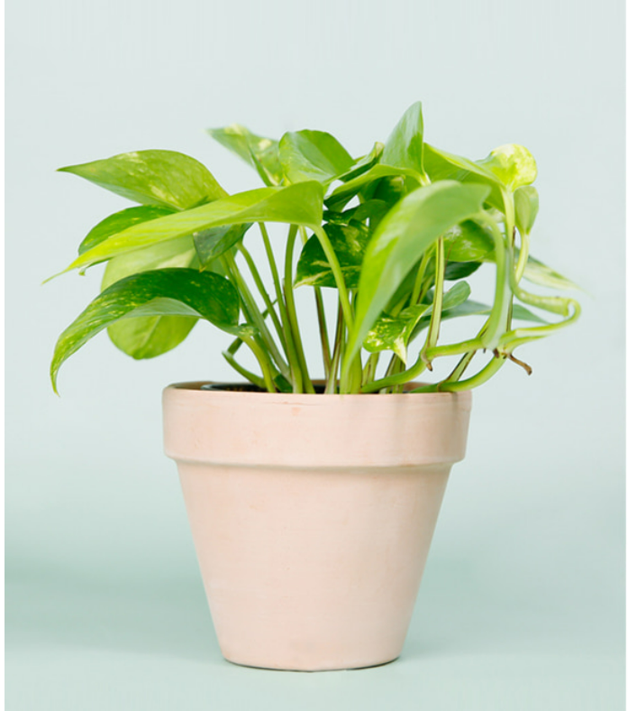 덩굴식물-스킨답서스