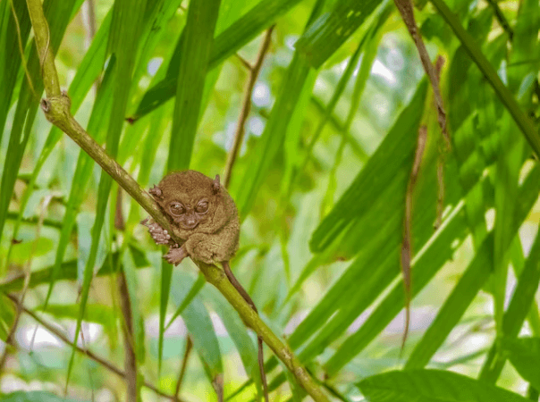 보홀 여행 3박 4일 일정과 경비 준비물 총정리