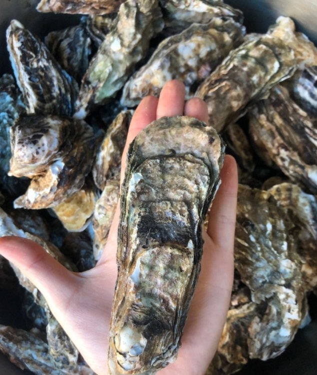 한국기행-천북굴단지-석화