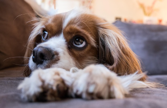 발톱이 살을 파고들때 해결법 14