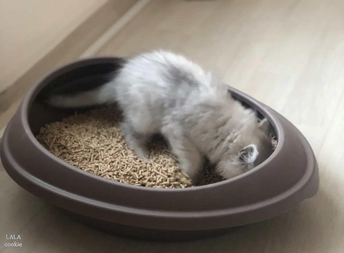 고양이-화장실-아기-고양이가-모래를-덮고-있다