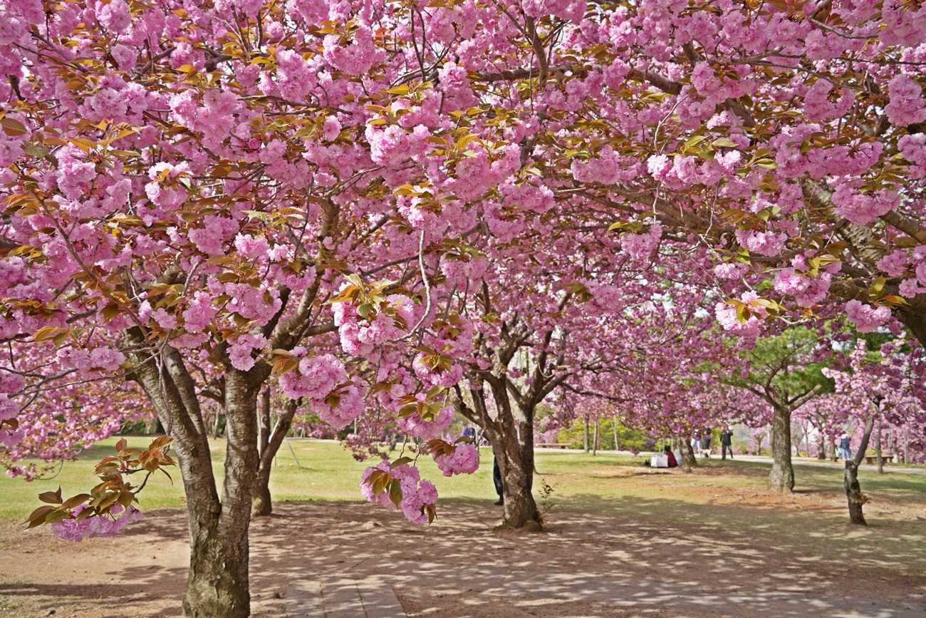 경주 불국사 겹벚꽃 2024년 사진