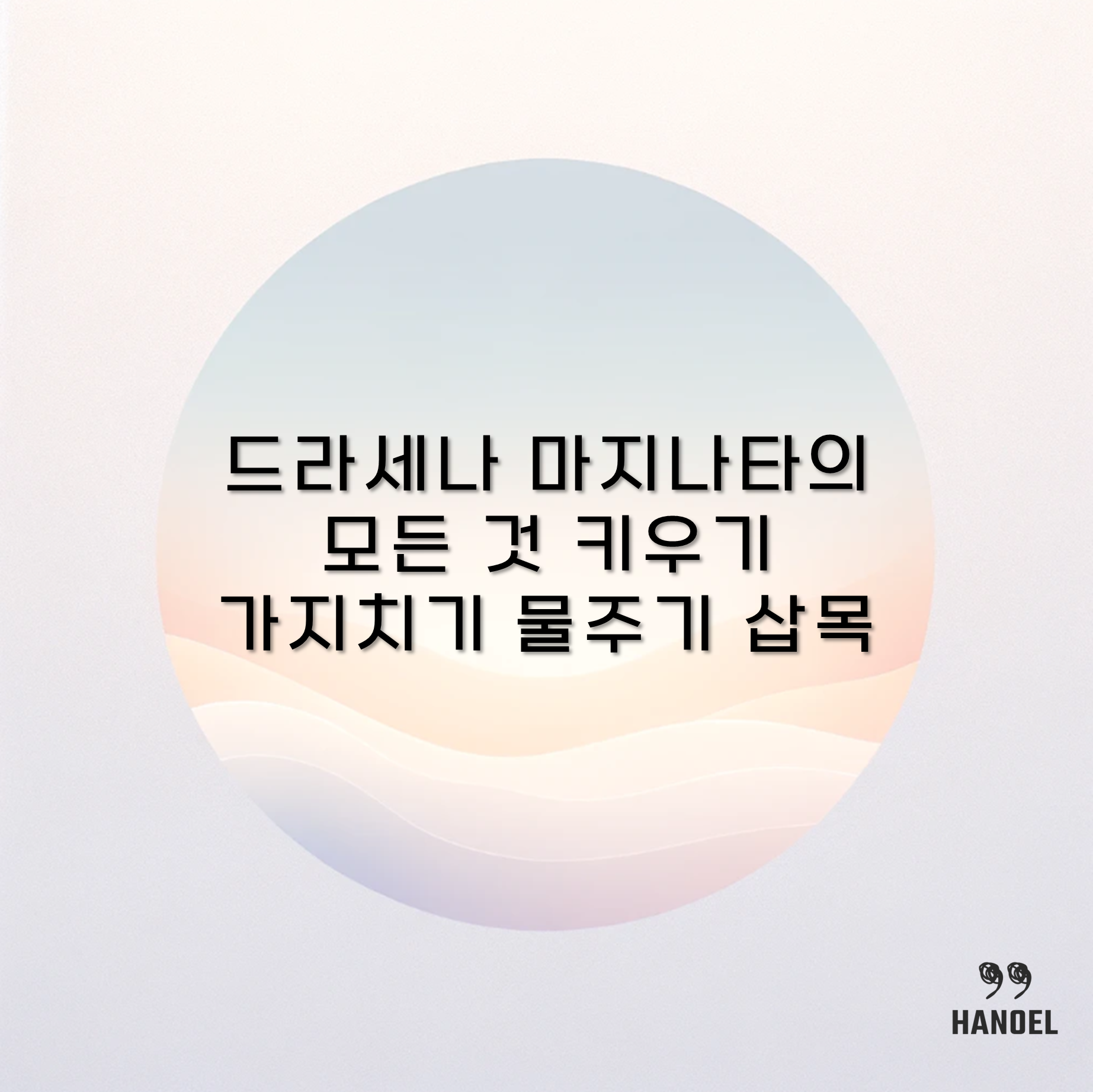 드라세나 마지나타의 모든 것 키우기 가지치기 물주기 삽목