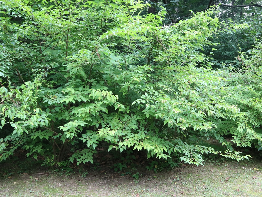 때죽나무-충영-03