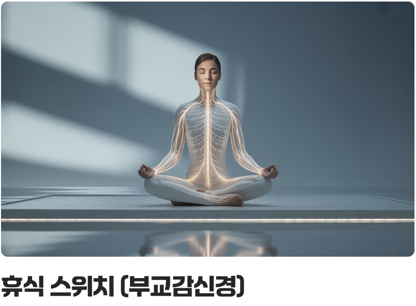 '흥분 스위치'를 끄는 마법, 자율신경의 비밀