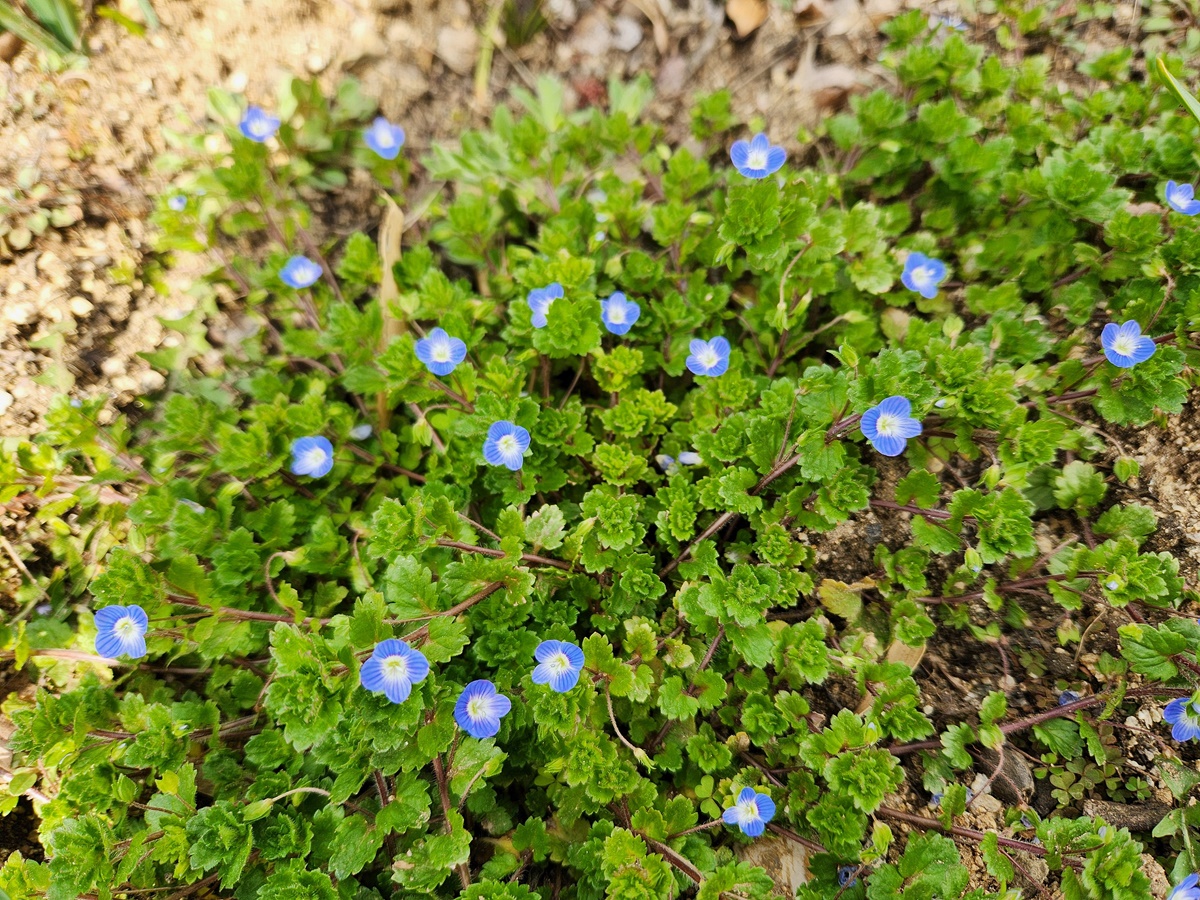 큰개불알풀(큰봄까치꽃)