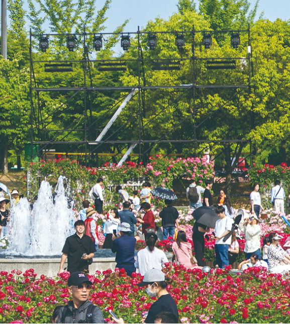 울산 장미축제 개화상황