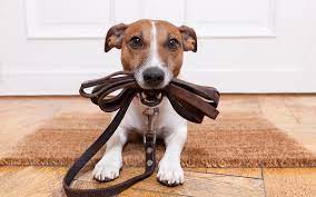 출처 구글 이미지 강아지사진