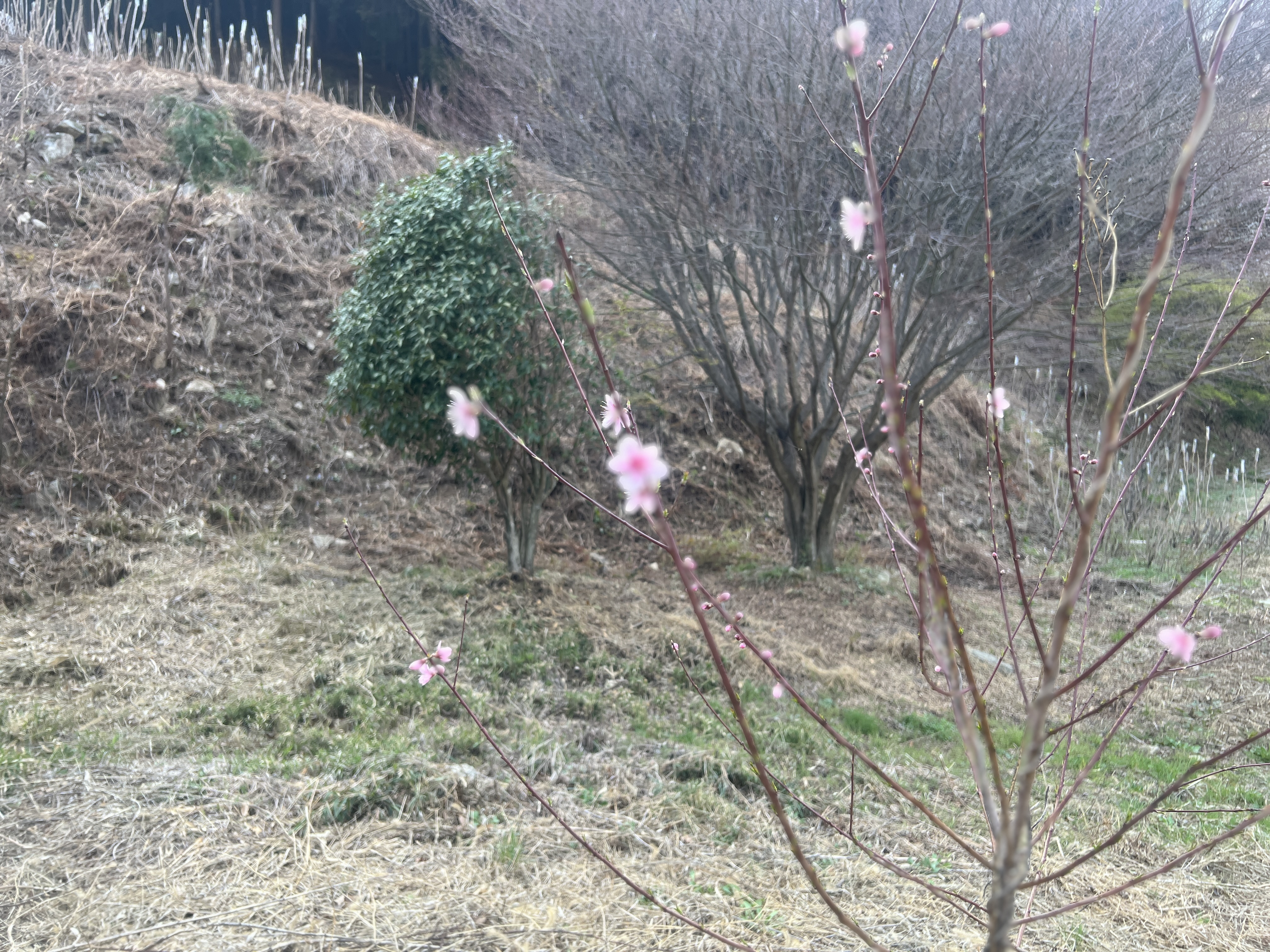 전남 광양 관광농원개발 현황측량