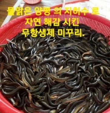 토종미꾸리