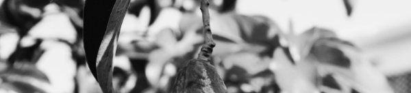 아보카도 물주기