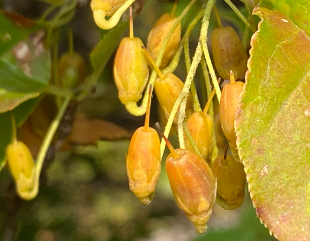 등대꽃나무 열매2