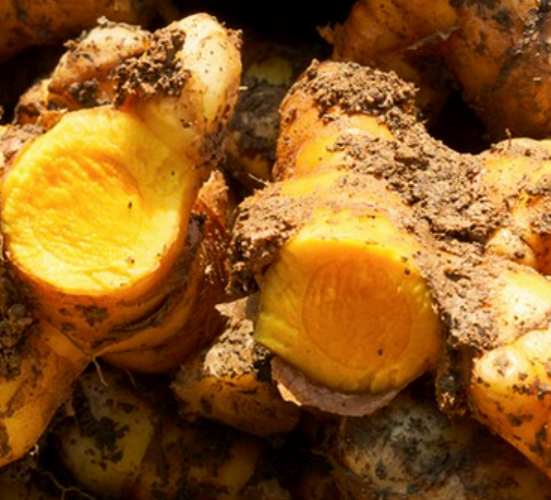 강황 이미지사진